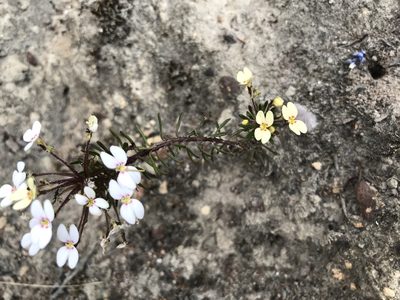 Stylidium rhynchocarpum, photographed by Cal Wood