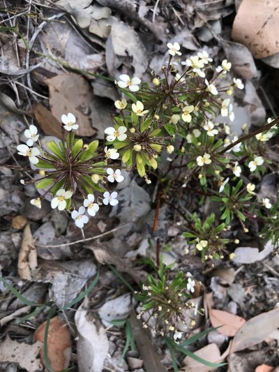 Stylidium rhynchocarpum, photographed by Cal Wood