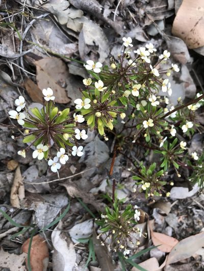 Stylidium rhynchocarpum, photographed by Cal Wood