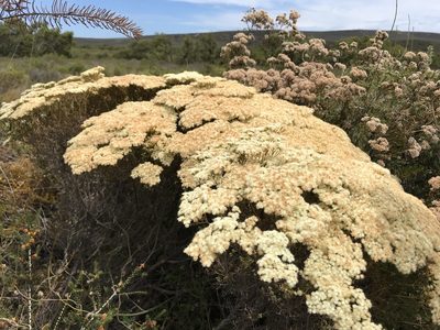 Verticordia eriocephala, photographed by Cal Wood