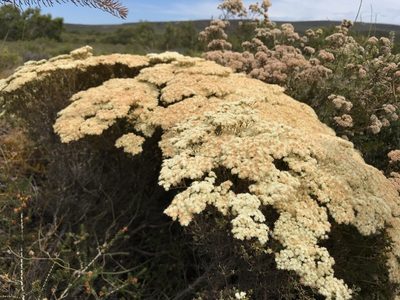 Verticordia eriocephala, photographed by Cal Wood