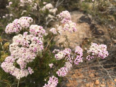 Verticordia densiflora, photographed by Cal Wood