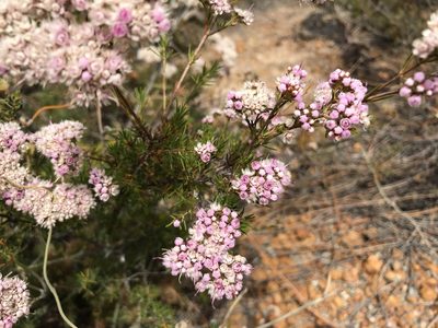 Verticordia densiflora, photographed by Cal Wood