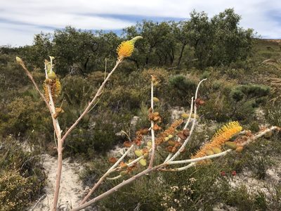 Grevillea eriostachya, photographed by Cal Wood