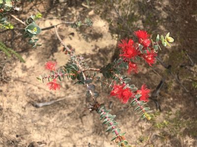 Verticordia grandis, photographed by Cal Wood