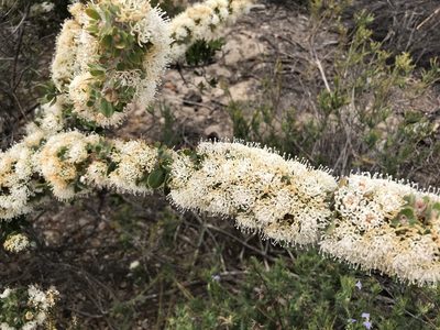 Hakea ruscifolia, photographed by Cal Wood