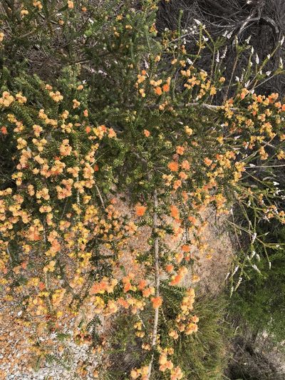 Melaleuca beaufortioides, photographed by Cal Wood
