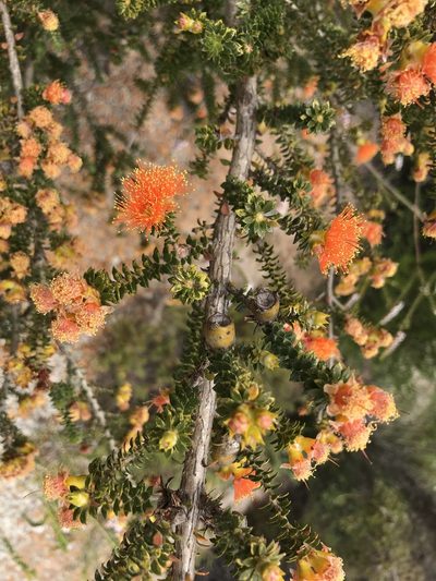 Melaleuca beaufortioides, photographed by Cal Wood