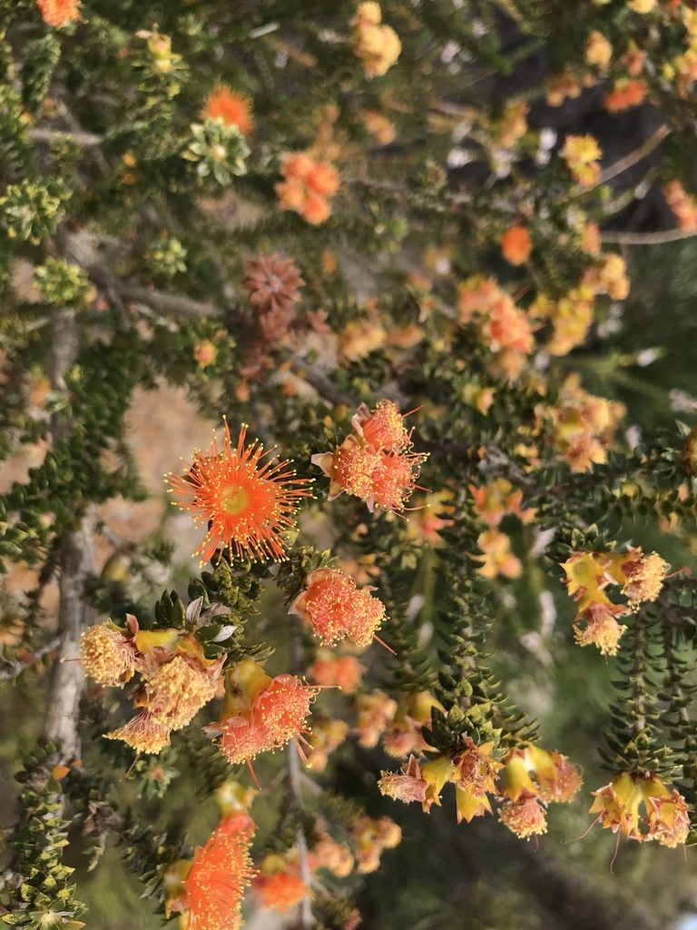 Melaleuca beaufortioides, photographed by Cal Wood