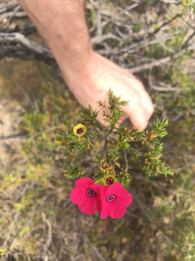 Pileanthus filifolius, photographed by Cal Wood