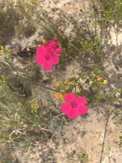Pileanthus filifolius, photographed by Cal Wood