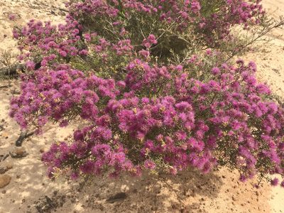 Melaleuca subtrigona, photographed by Cal Wood