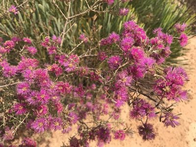 Melaleuca subtrigona, photographed by Cal Wood