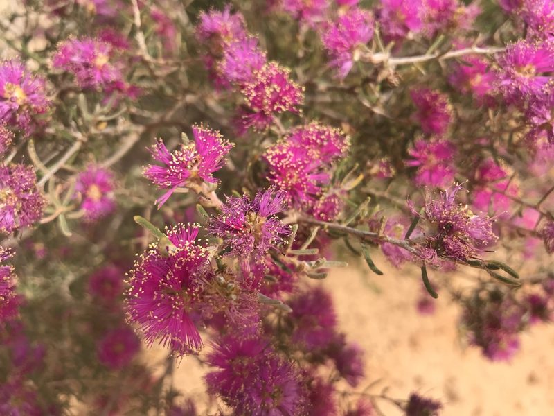 Melaleuca subtrigona, photographed by Cal Wood