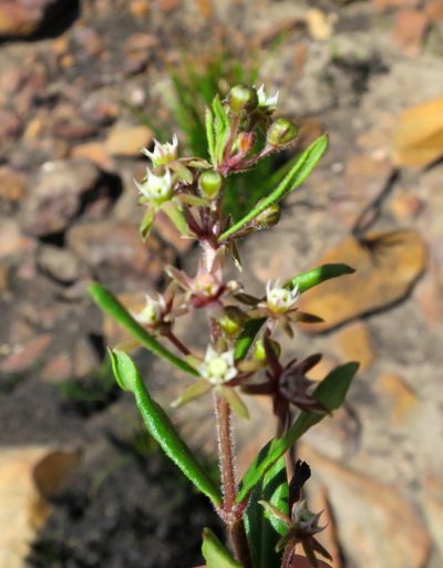 Aspidoglossum heterophyllum, photographed by Di Turner