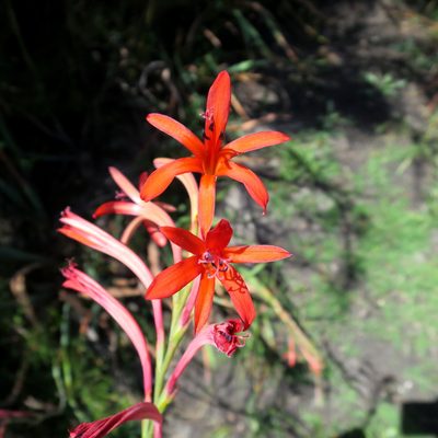 Watsonia angusta, photographed by Di Turner