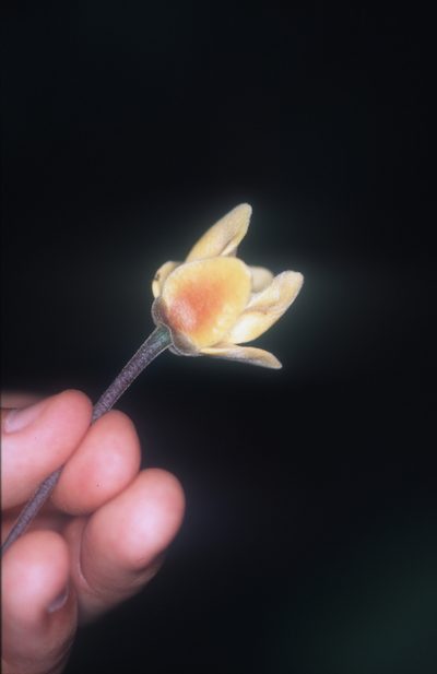 Cremastosperma bullatum, photographed by Michael D. Pirie
