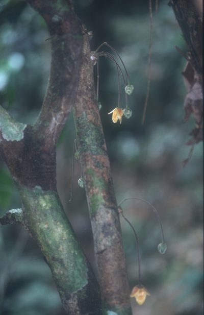 Cremastosperma bullatum, photographed by Michael D. Pirie