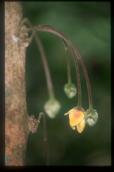 Cremastosperma bullatum, photographed by Michael D. Pirie