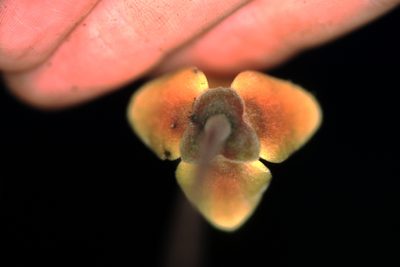 Cremastosperma bullatum, photographed by Michael D. Pirie