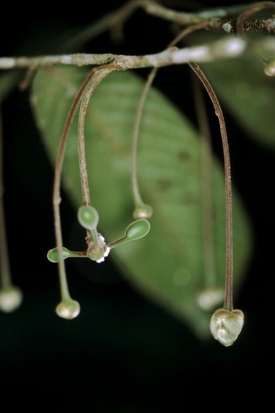 Cremastosperma bullatum, photographed by Michael D. Pirie