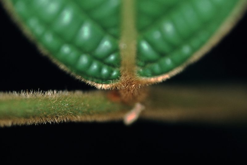 Cremastosperma bullatum, photographed by Michael D. Pirie