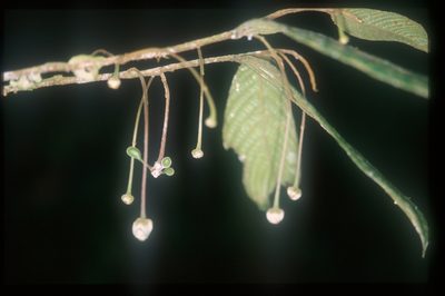 Cremastosperma bullatum, photographed by Michael D. Pirie