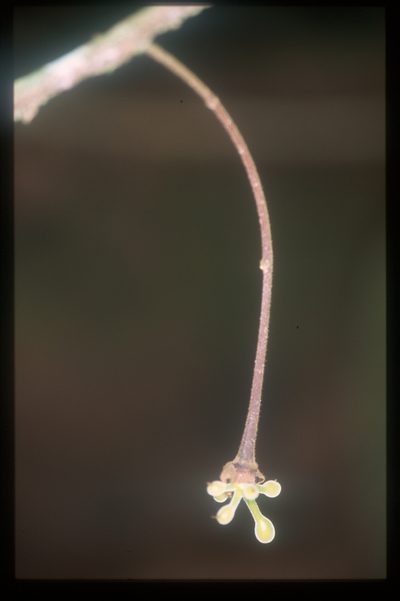 Cremastosperma bullatum, photographed by Michael D. Pirie