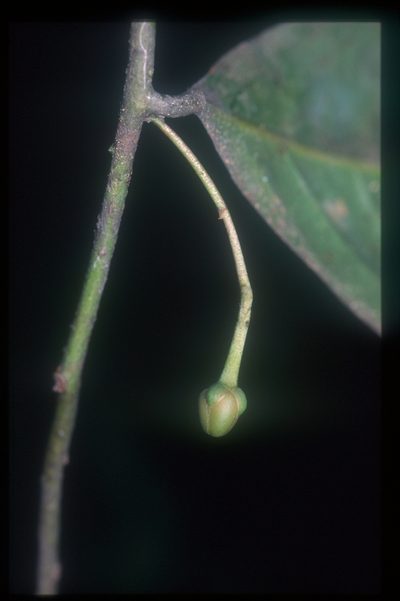 Cremastosperma monospermum, photographed by Michael D. Pirie
