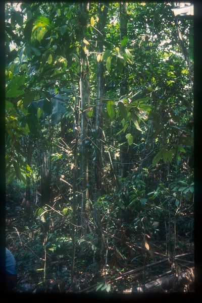 Cremastosperma monospermum, photographed by Michael D. Pirie