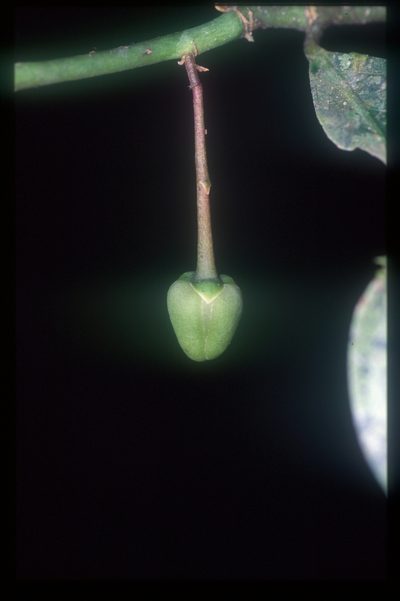 Cremastosperma monospermum, photographed by Michael D. Pirie