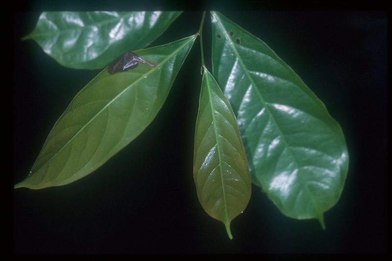 Cremastosperma monospermum, photographed by Michael D. Pirie
