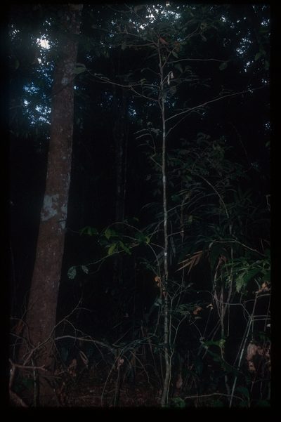 Cremastosperma monospermum, photographed by Michael D. Pirie