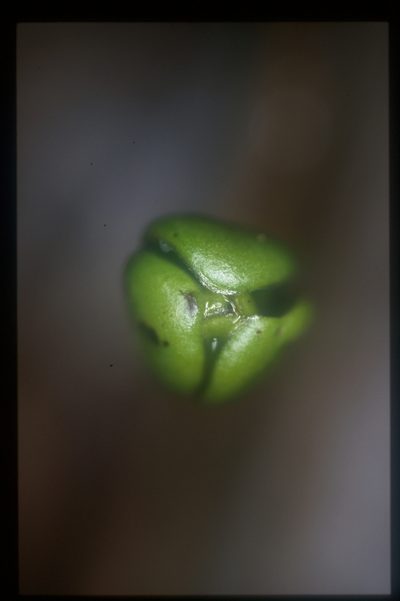 Cremastosperma pendulum, photographed by Michael D. Pirie