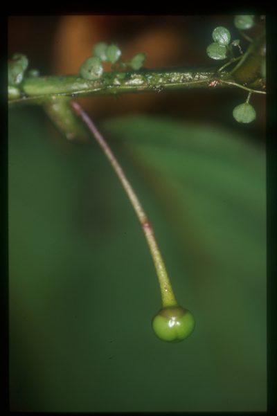 Cremastosperma pendulum, photographed by Michael D. Pirie