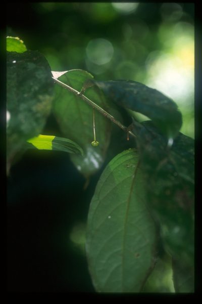 Cremastosperma pendulum, photographed by Michael D. Pirie
