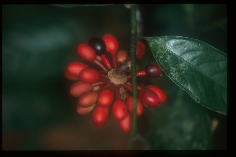 Cremastosperma yamayakatense, photographed by Michael D. Pirie