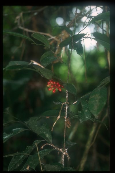 Cremastosperma yamayakatense, photographed by Michael D. Pirie