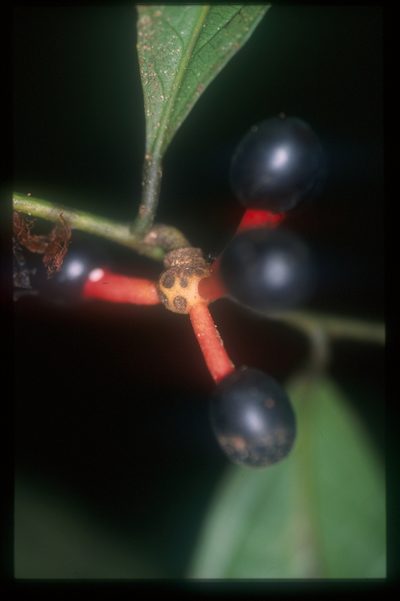 Cremastosperma yamayakatense, photographed by Michael D. Pirie