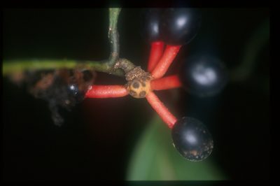 Cremastosperma yamayakatense, photographed by Michael D. Pirie