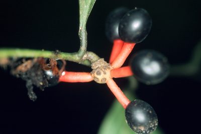 Cremastosperma yamayakatense, photographed by Michael D. Pirie