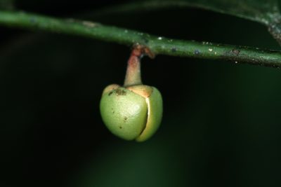 Cremastosperma yamayakatense, photographed by Michael D. Pirie