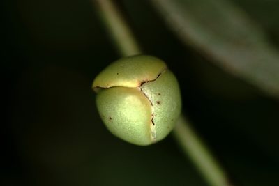 Cremastosperma yamayakatense, photographed by Michael D. Pirie