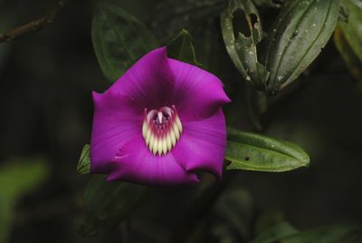 Meriania speciosa, photographed by Oscar Marín