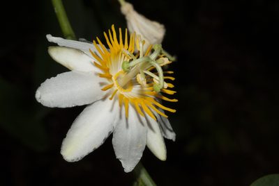 Passiflora magnoliifolia, photographed by Oscar Marín