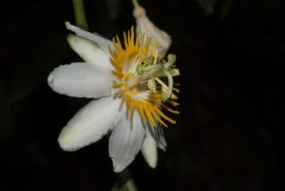 Passiflora magnoliifolia, photographed by Oscar Marín
