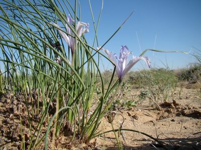 Iris tenuifolia, photographed by Юрий Данилевский (Yuriy Danilevsky)