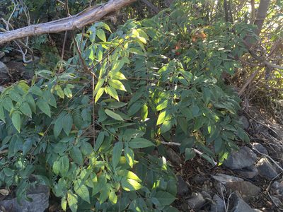 Koelreuteria bipinnata, photographed by Jon Sullivan