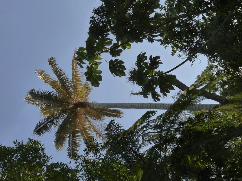 Ceroxylon alpinum, photographed by Oscar Marín