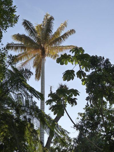Ceroxylon alpinum, photographed by Oscar Marín